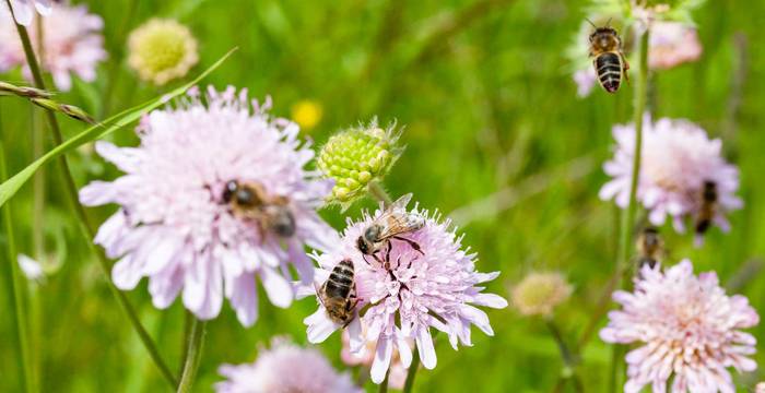 Bienen und Fliegen am bestäuben